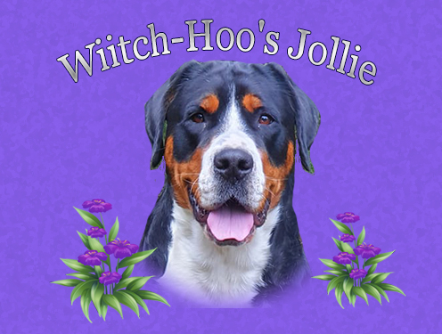 Wiitch-Hoo's Jollie